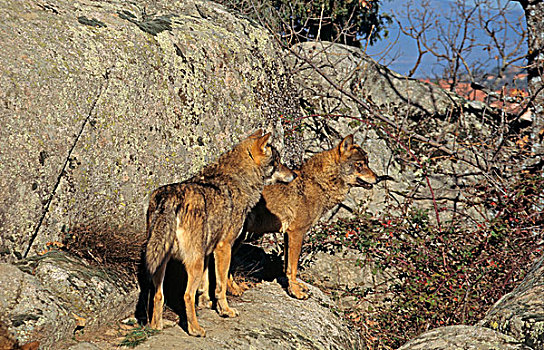 伊比利亚,狼,两个,站立,石头