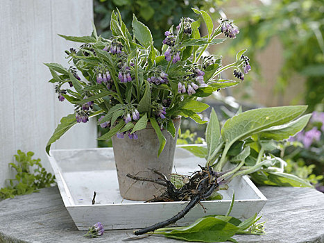 紫草科植物,聚合草,花瓶,靠近