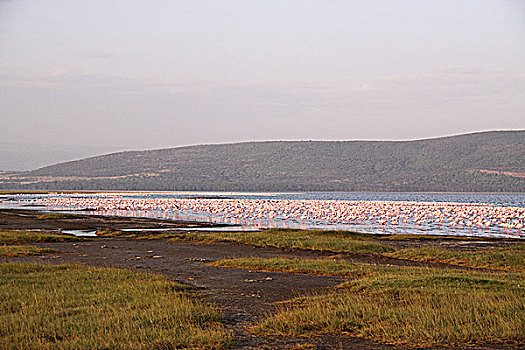 肯尼亚纳库鲁湖火烈鸟-远景
