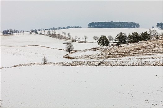 树,地点,积雪,冬季风景
