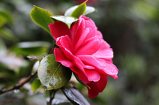 广西全州湘山寺,春风化雨润茶花