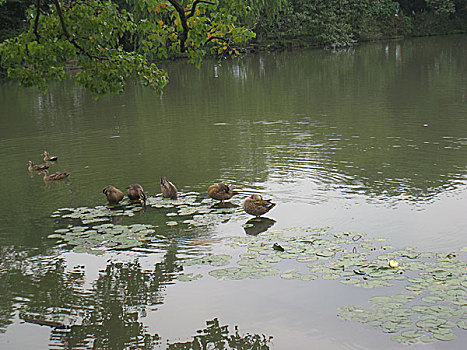 杭州西湖风光