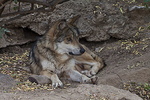丛林狼,犬属,休息,石头,图森,亚利桑那,美国