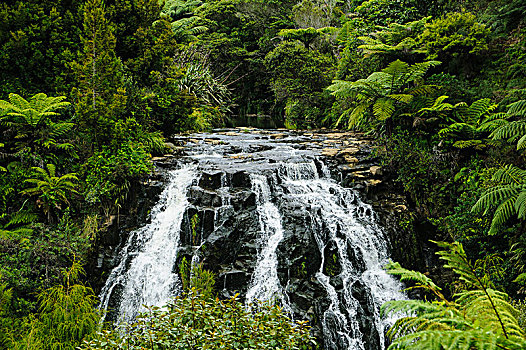 瀑布,靠近,北岛,新西兰