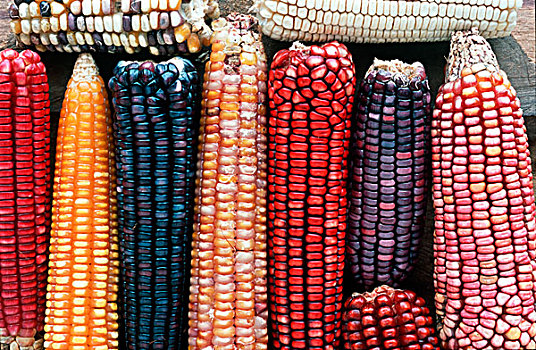 墨西哥,恰帕斯,北美,品种,玉米