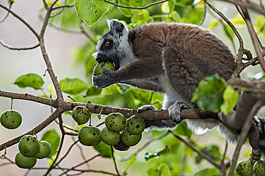 节尾狐猴,狐猴,树,进食,水果,马达加斯加,非洲