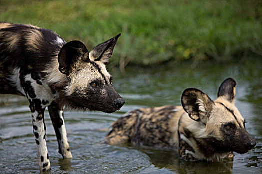 非洲野狗,非洲野犬属,成年,站在水中,洞,纳米比亚