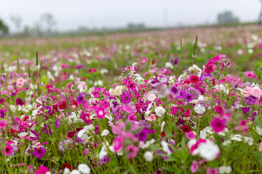 长春花花海