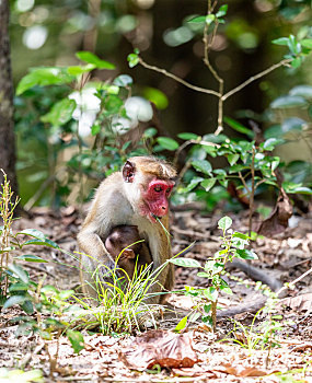 猕猴妈妈带着幼仔在树木下觅食