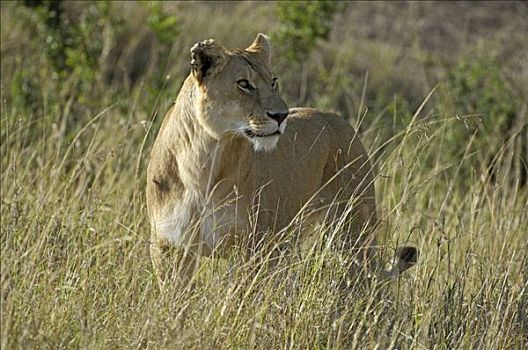 狮子,雌狮,觅食,马赛马拉,肯尼亚