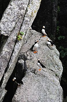 有角,角嘴海雀,岩石上,奇奈峡湾国家公园,阿拉斯加,美国