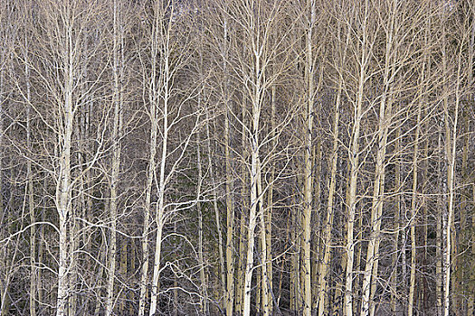 秃树,树林,班芙国家公园,艾伯塔省,加拿大