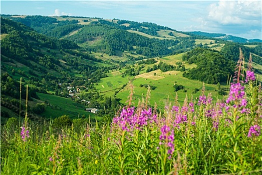 风景,喀尔巴阡山脉,杂草