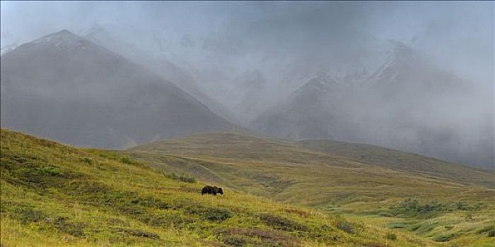 大灰熊,棕熊,高山,苔原,德纳里峰国家公园,阿拉斯加,美国,北美