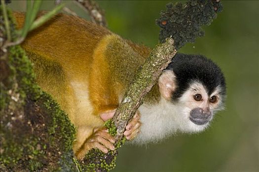 中美洲,松鼠猴,哥斯达黎加
