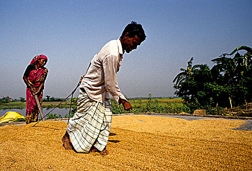 弄干,稻米,孟加拉,室外,太阳