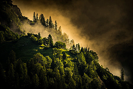 山林,晨雾,提洛尔,奥地利,欧洲