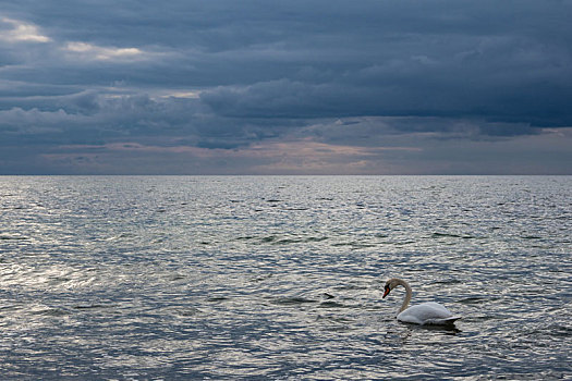 天鹅,海岸,波罗的海