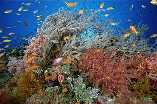 礁石,景色,许多,物种,软珊瑚,鱼群,脚,深,所罗门群岛