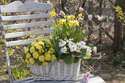 白色,柳条篮,春天,花园椅