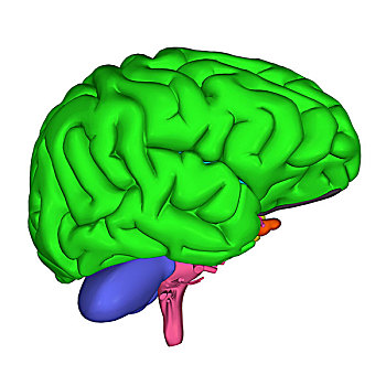 大脑,局部,中枢神经系统,人,头部