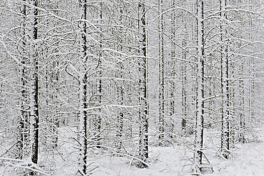 积雪,欧洲落叶松,树,下萨克森,德国,欧洲
