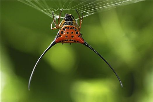 弯曲,刺状,蜘蛛,上网,丹浓谷保护区,婆罗洲,马来西亚