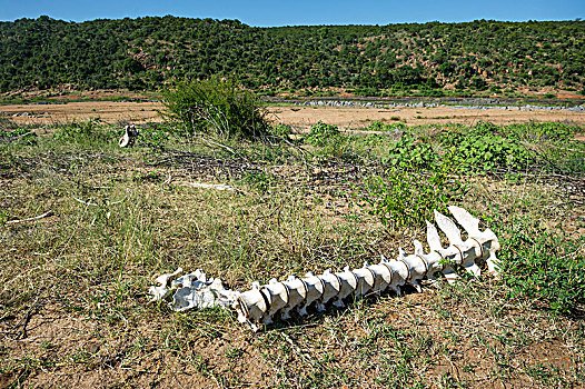 河马,残留,克鲁格国家公园,南非
