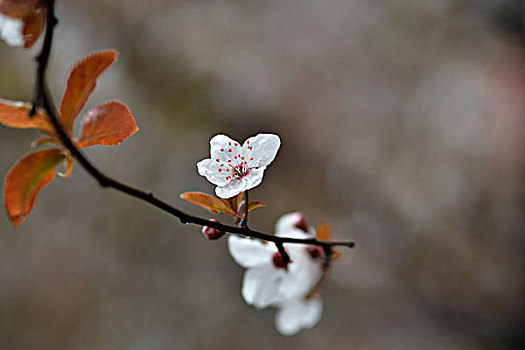 紫叶李