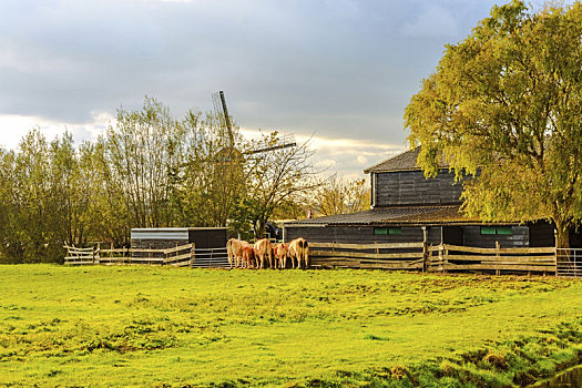 农场,小孩堤防风车村,荷兰