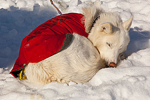 白色,雪橇狗,狗,外套,休息,睡觉,雪,太阳,卷曲,向上,室外,线缆,阿拉斯加,哈士奇犬,育空地区,加拿大