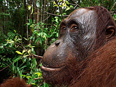 猩猩,黑猩猩,头像,婆罗洲,马来西亚
