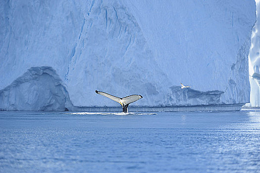 鲸,迪斯科湾,伊路利萨特冰湾,伊路利萨特,格陵兰