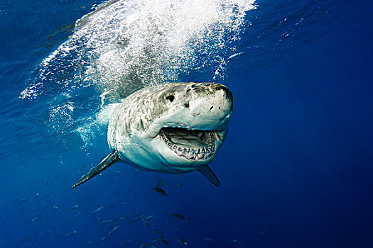 墨西哥,大白鲨,沙鲨属,地表水流,瓜达卢佩岛