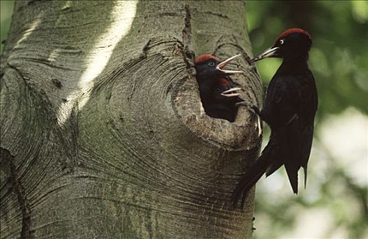 黑啄木鸟,成年,巢,入口,欧洲