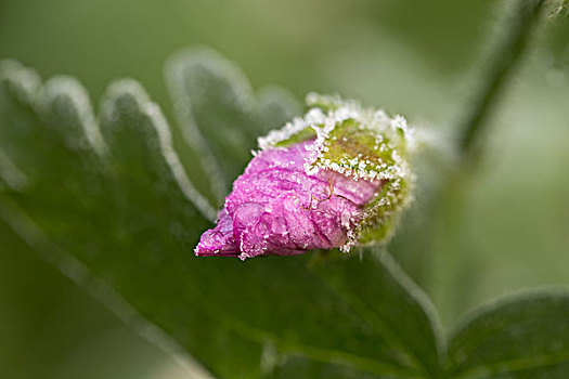结冰,水滴,花,芽,锦葵属