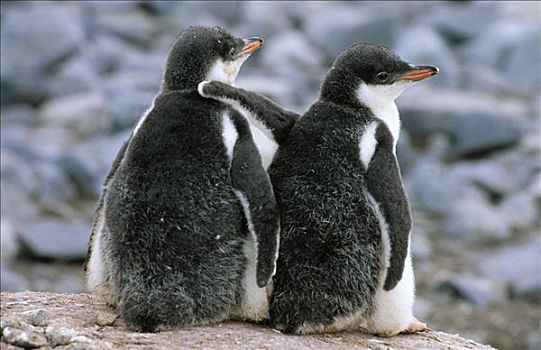 巴布亚企鹅,两个,绒毛,幼禽,站立,一起,生物群,南极