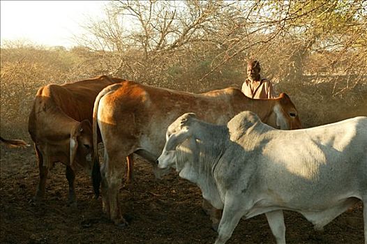 牧民,牛,围挡,博茨瓦纳,非洲