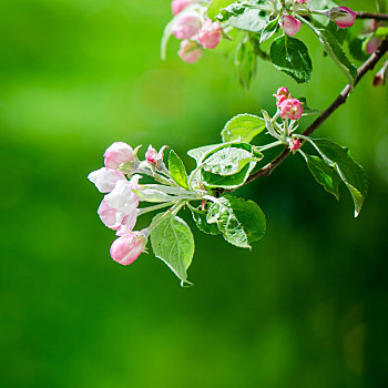 枝条,花,苹果树,春天,特写