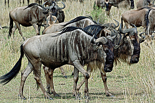 角马,迁徙,马塞马拉野生动物保护区,肯尼亚