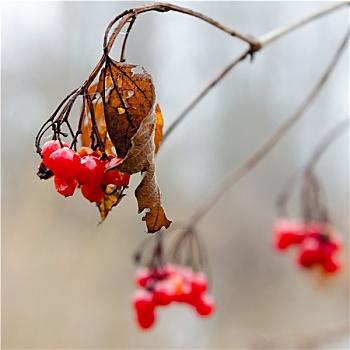 冰冻,红色浆果,枝条,冬天,雾气