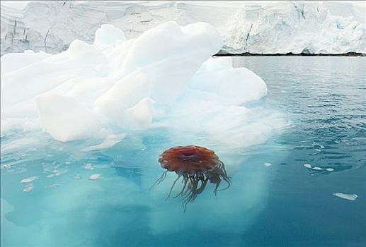 水母,靠近,浮冰,天堂湾,南极