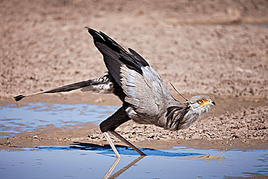 蛇鹫,喝,卡拉哈迪大羚羊国家公园,博茨瓦纳