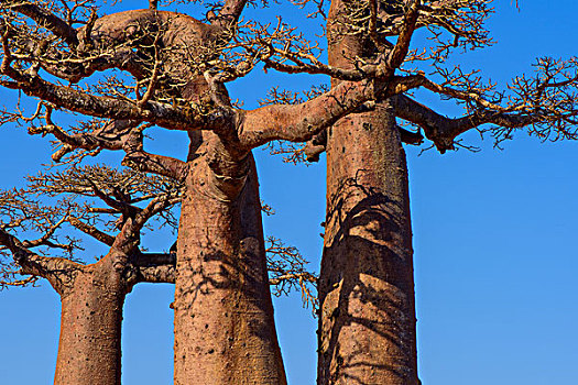 马达加斯加穆龙达瓦morondava猴面包树大道