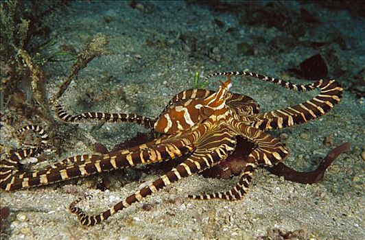 章鱼,交配,脚,深,巴布亚新几内亚
