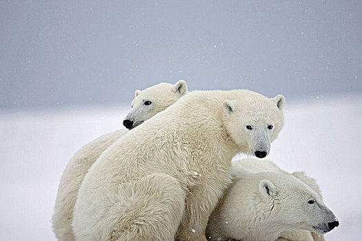 灯光,暴风雪,两个,北极熊,幼兽,依偎,靠近,休息,母亲,丘吉尔市,曼尼托巴,加拿大,冬天