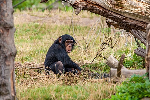 黑猩猩,自然