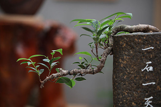 绿色植物,盆栽植物