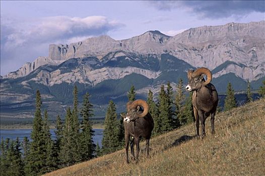 大角羊,公羊,两个,正面,湖,山脉,碧玉国家公园,加拿大