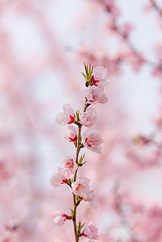河南郑州商城遗址公园春天盛开的粉色桃花